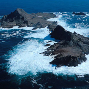 Farallon Islands Whale Watch and Natural History Tour